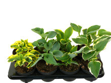 Hosta mix 13 cm potte